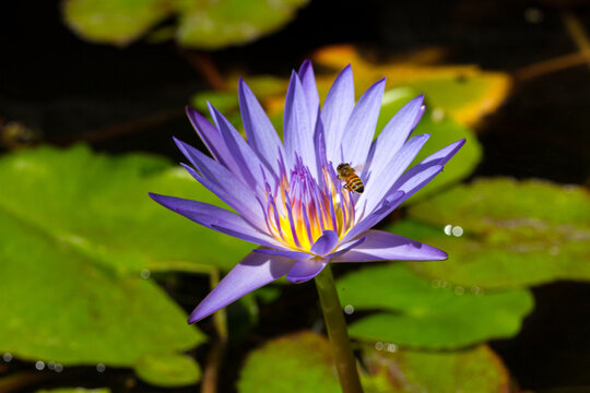 Honey Bee Pollinating A Water Lily