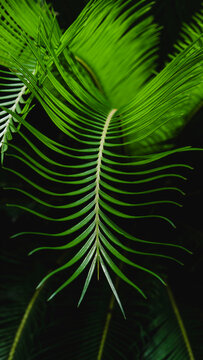 Cycad leaves