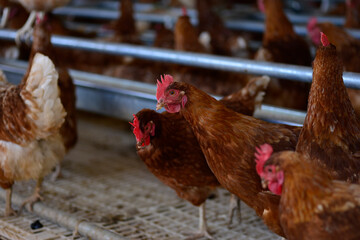 Gallus gallus domesticus or homemade egg laying hen on farm