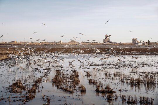 A flock of seagulls flying over a pond