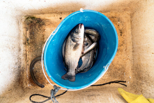 Close-up of fish caught inside a plastic bucket