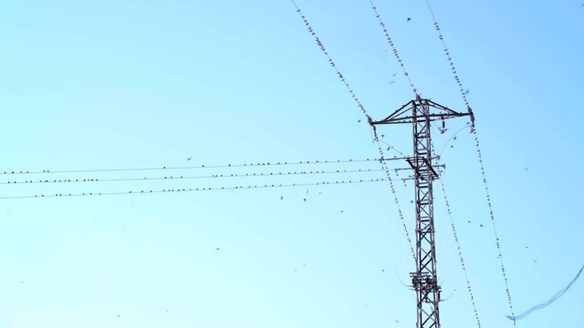 Electrical tower with swallows perched on power lines