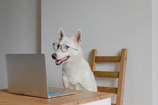 dog sitting behind the laptop in glasses