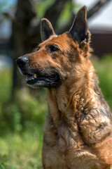 old german shepherd among green grass