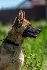 blind german shepherd dog at animal shelter