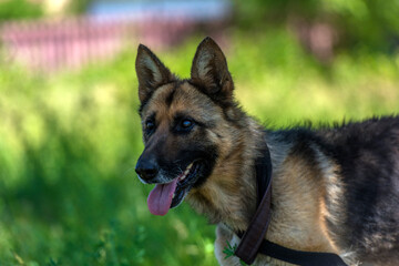 blind german shepherd dog at animal shelter