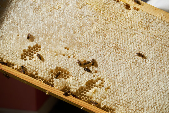 Honey laden honeycomb in a frame