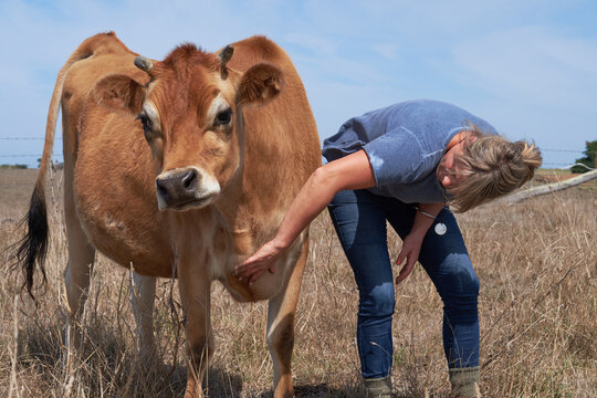 Woman petting her Jersey Cow
