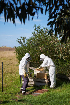 Beekeepers inspecting beehives