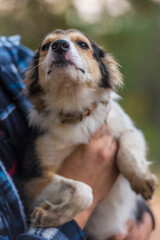 cute little white with red and black dog in arms