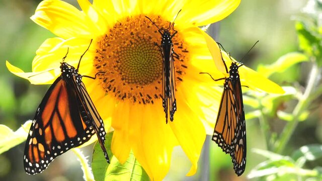 Amazing nature in action, three monarch butterflies sharing one sunflower. The female in on the left, center and right are males.