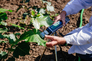 Scientist is measuring plant photosynthesis of young poplar tree - obrazy, fototapety, plakaty