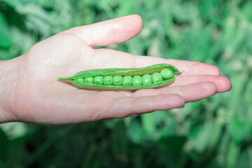 Harvest peas in hand . Fresh organic green peas