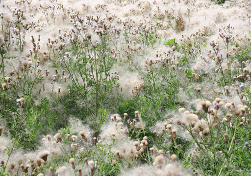 overblown thistles

