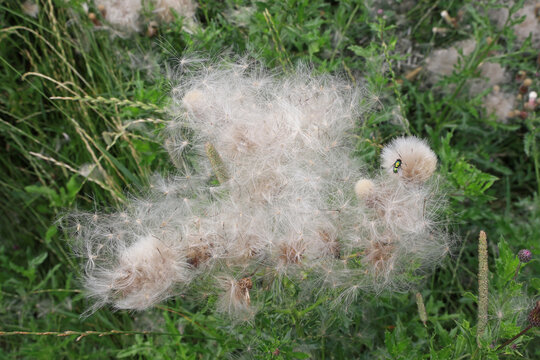 fluff of overblown thistles
