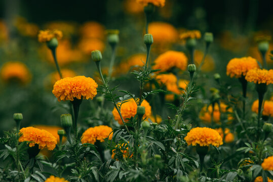 Marigold