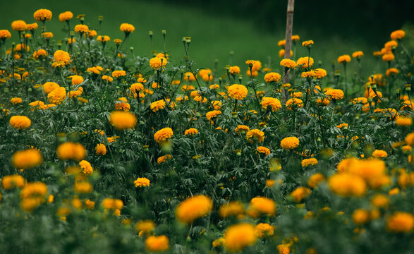 Marigold field