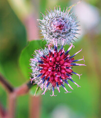 thistle flower closeup macro