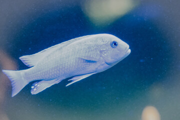 fish in aquarium macro
