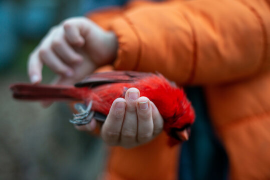 Redbird in a Little Boys Hand