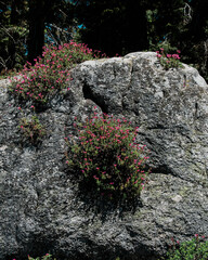 tiny desert flowers bloom in cracks of large boulder in the Sierra Mountains.