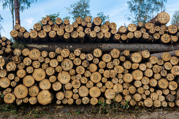 stack of cut trees in felling with a handwritten diameter on each