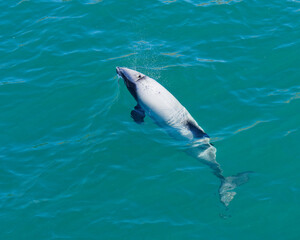 Hectors dolphin, endangered dolphin, New Zealand. Cetacean endemic to New Zealand