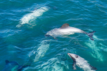 Obraz premium A pod of Hectors dolphins, endangered dolphin, New Zealand. Cetacean endemic to New Zealand