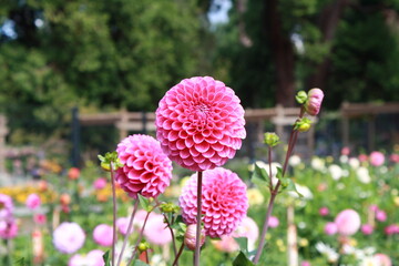 pink and purple flowers