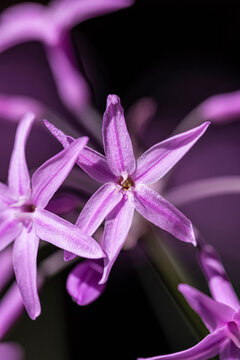 Garlic flower