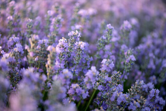 Lavender field during sunrise