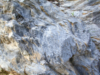 Gray stone rock texture with plants