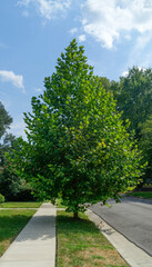 Young sycamore in residential neighborhood