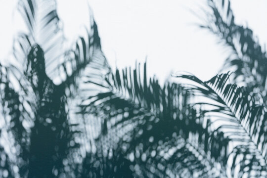 Palm frond leaf shadows