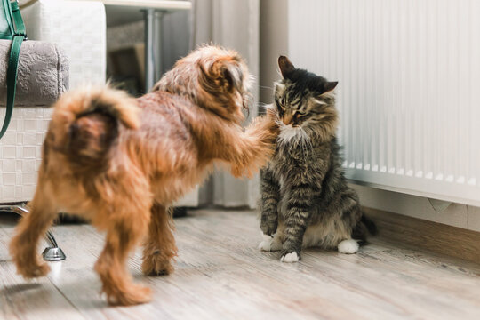 Griffon dog annoys a cat
