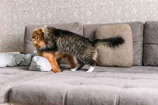 Cat on dog fight
