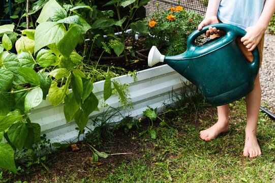 Child with Watering Can by Vegetable Garden