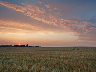 sky and barley field at sunset
