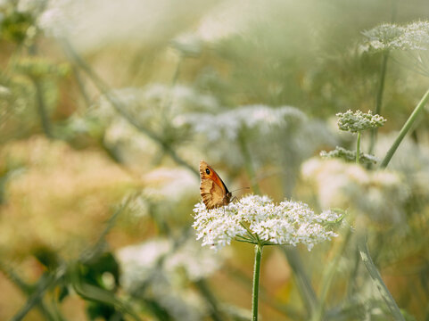 Fototapeta meadow brown butterfly feeding