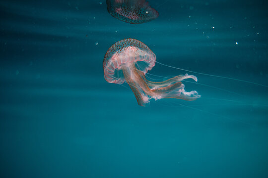 Jellyfish 