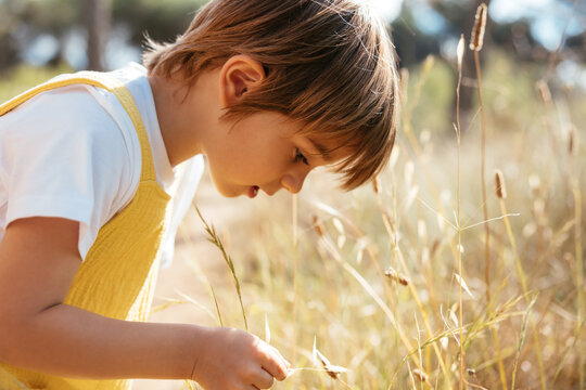Curious boy exploring plant in field
