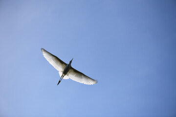 An Egret In Flight