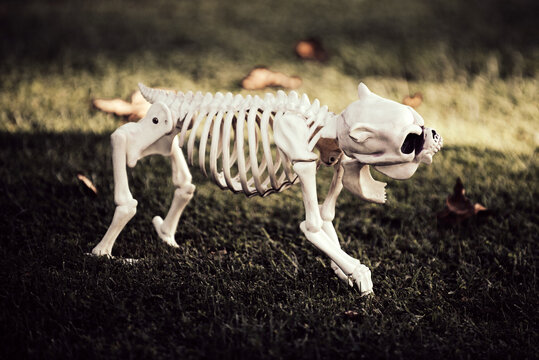 Halloween skeleton of scary dog. Concept of halloween.