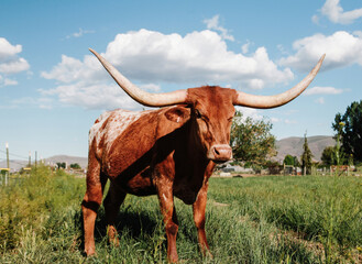 Sideview of longhorn cow in pasture