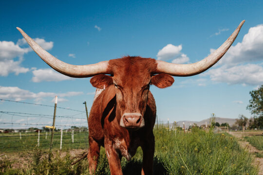 long horn cow looking straight at camera 