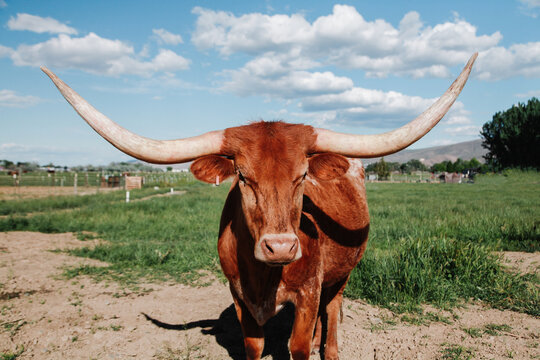 long horn cow on sunny day