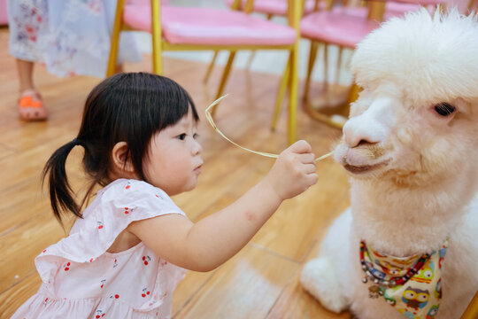  little girl with lama pets