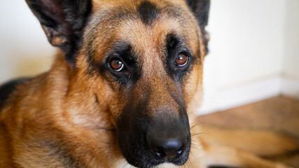 portrait of a german shepherd
