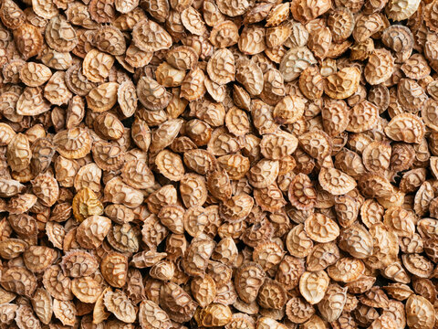 Overhead view of Common sainfoin seeds