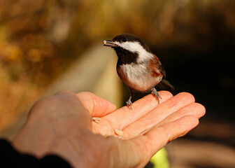 Hand-fed Chickadee